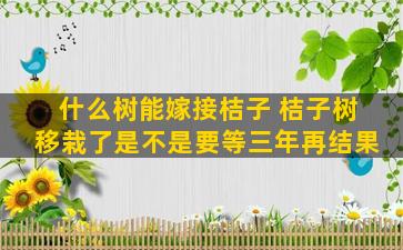 什么树能嫁接桔子 桔子树移栽了是不是要等三年再结果